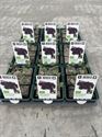 Afbeelding van Kool Boerenkool rood Bio Set(x9)